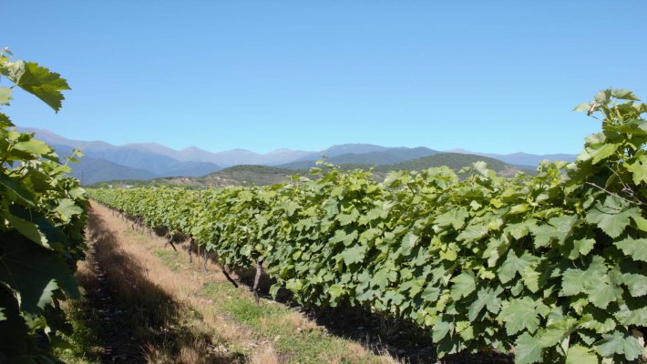 Georgia Wines